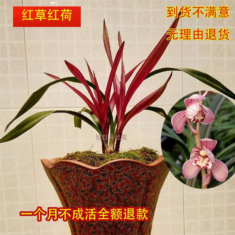 兰花建兰红草红荷铭品高档花卉办公室客厅绿植盆栽兰草花名贵 - 图0