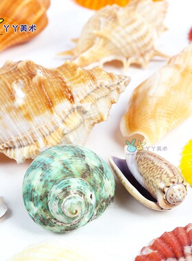 贝壳海星摆件装饰海螺鱼缸造景工