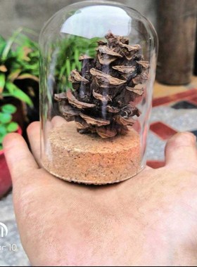 圆形玻璃罩防尘软木塞永生花玫瑰花手办盲盒干花透明展示柜摆件