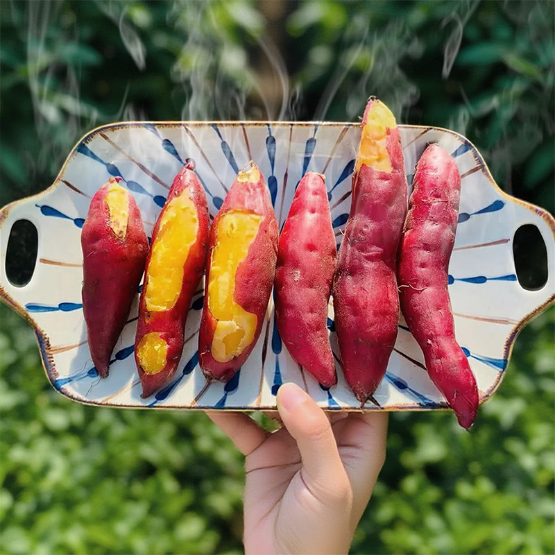 新鲜板栗红薯沙地天目小香薯农家迷你金手指小红薯黄心山芋粗粮