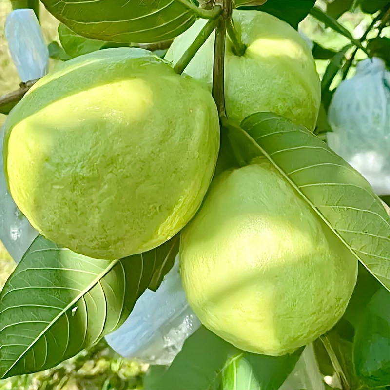 芭乐水果新鲜包邮硬番石榴白心当季整箱10斤时令鲜果软心应季特产,淘宝优惠券,粉丝福利购,淘宝优惠卷