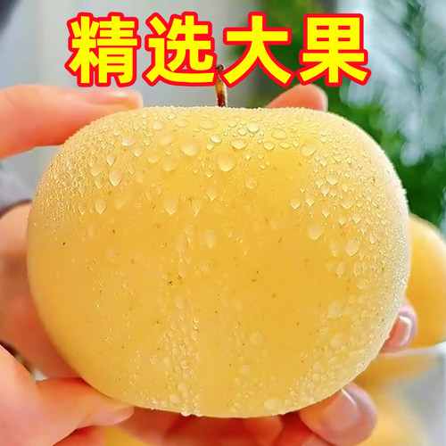 山东烟台黄金奶油富士新鲜9斤应当季水果脆甜冰糖心奶油苹果整箱 - 图2