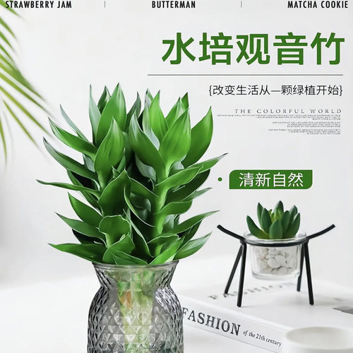 【买一送一】水培观音竹室内四季绿色桌面盆景盆栽轻奢烟灰树脂盆 - 图2