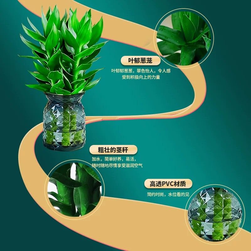 【买一送一】观音竹富贵竹水培植物室内花卉绿植简单好养带树脂盆,淘宝优惠券,粉丝福利购,淘宝优惠卷