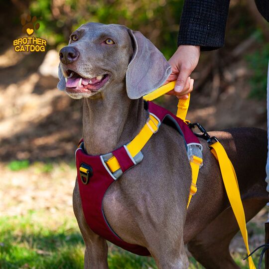 Cat brother dog brother dog harness vest-style harness large dog adjustable retractable dog leash outdoor traction