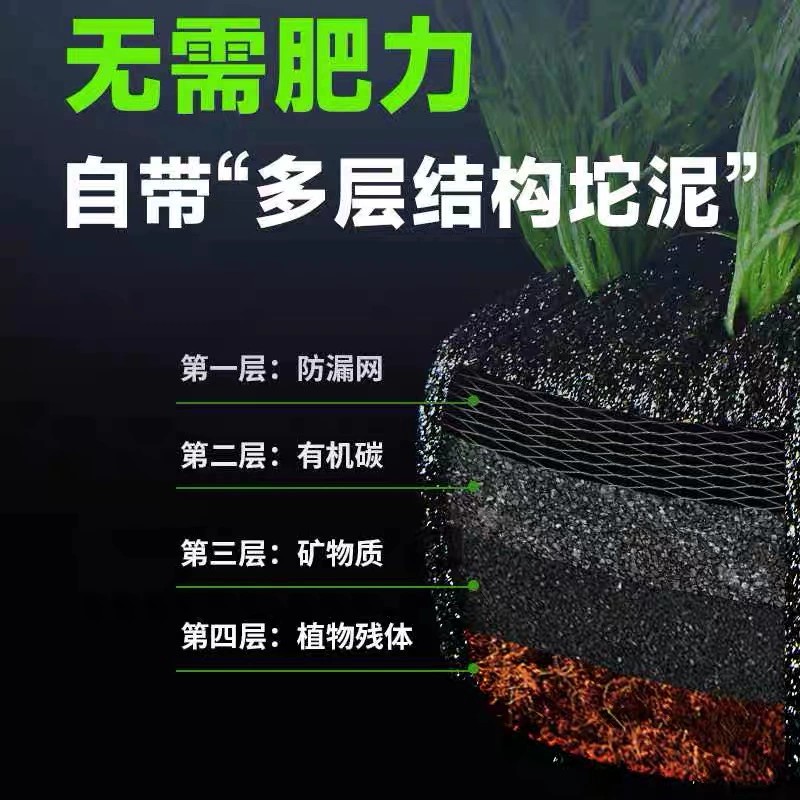 绿菊小坨草缸鱼缸造景真后景水草新手蜈蚣草古法淡水阴性活体植物 - 图3
