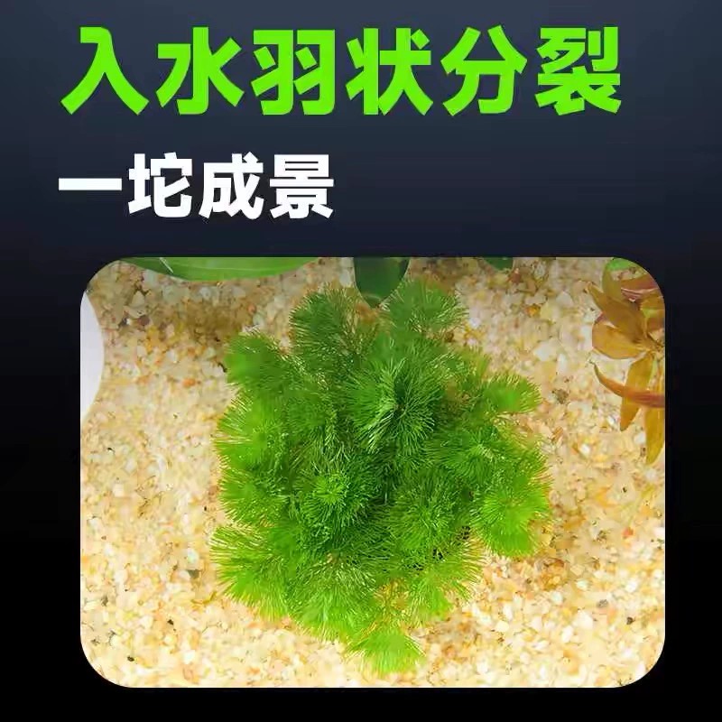 绿菊小坨草缸鱼缸造景真后景水草新手蜈蚣草古法淡水阴性活体植物 - 图0
