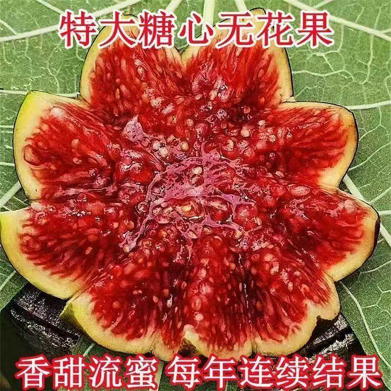 新品种特大早熟无花果树苗超甜耐寒盆栽地栽南方北方种植当年结果,淘宝优惠券,粉丝福利购,淘宝优惠卷