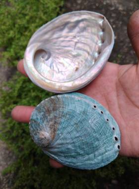 天然蓝色鲍鱼壳澳洲绿色鲍鱼壳鱼缸水族造景装饰家居收藏拍摄道具