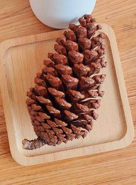 原生态大松塔摆件天然大松球橱窗场景布置装饰松果纯天然艺术干花