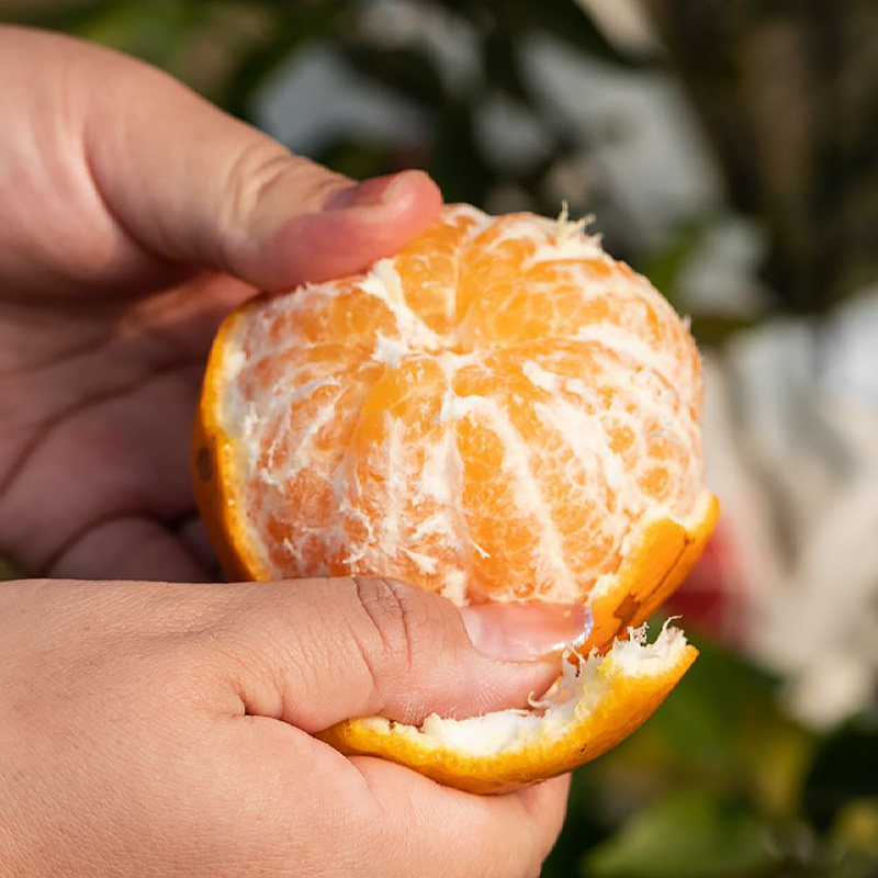 【晁然直播】四川春见耙耙柑粑粑柑新鲜水果橘子当季整箱桔子包邮,淘宝优惠券,粉丝福利购,淘宝优惠卷