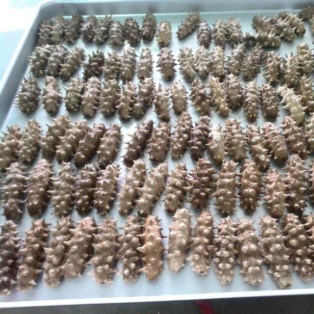 蘑菇松茸菇低温真空冻干设备 草莓酸奶柠檬冻干机 30平方大型冻干,淘宝优惠券,粉丝福利购,淘宝优惠卷