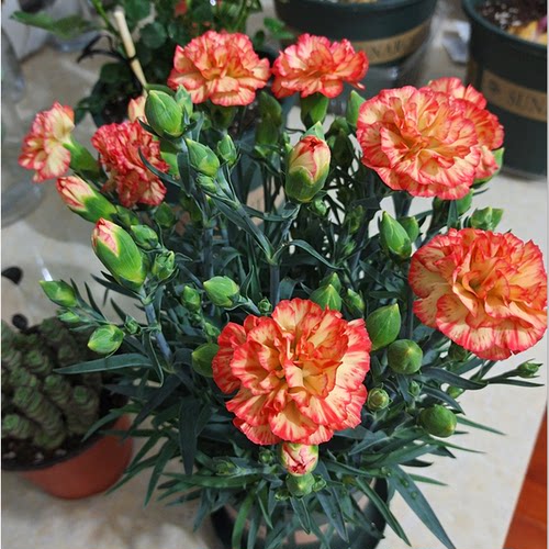 康乃馨盆栽花苗带花苞室内阳台庭院四季花卉绿植鲜花好养开花植物 - 图3