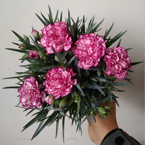 康乃馨盆栽花苗带花苞室内阳台庭院四季花卉绿植鲜花好养开花植物 - 图1