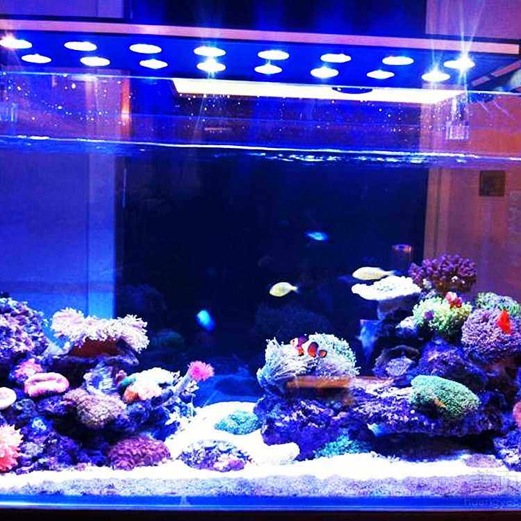 RGB水族灯珠led水族灯 鱼缸灯 5730rgb灯珠 水草灯珠 可以定颜色,淘宝优惠券,粉丝福利购,淘宝优惠卷