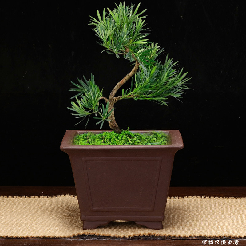 精品紫砂花盆仿古四方长方形盆景盆马槽简约陶瓷老桩古典室内包邮,淘宝优惠券,粉丝福利购,淘宝优惠卷