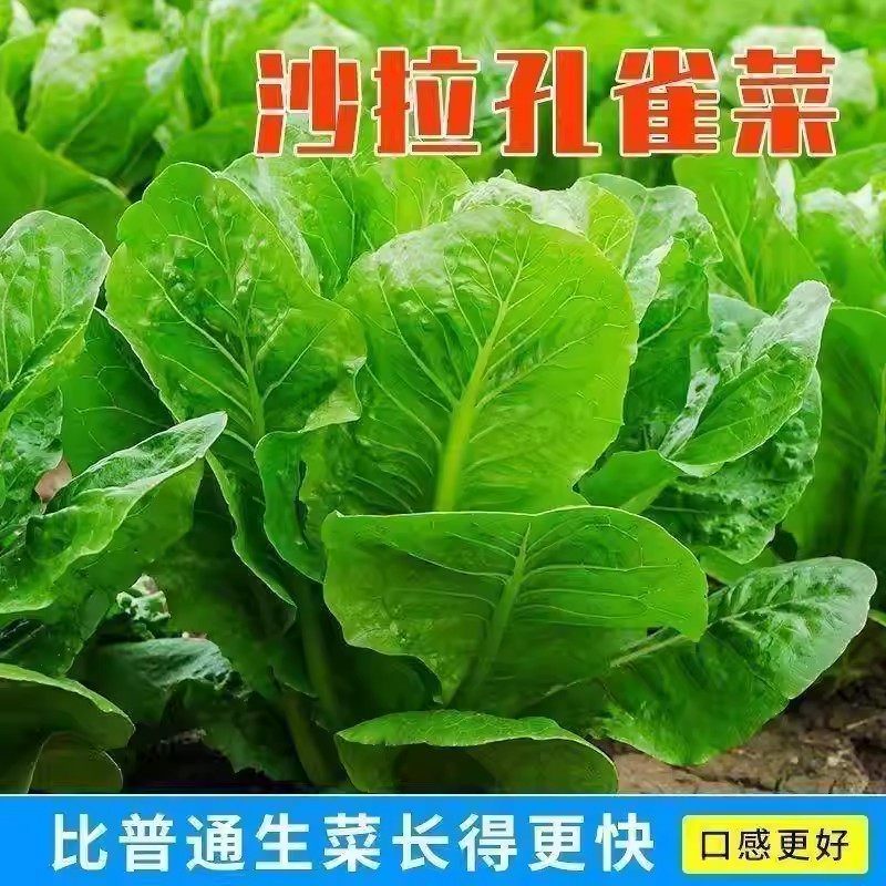 正宗绿孔雀菜种子耐高温四季青菜沙拉菜种孑籽盆栽高产菜种籽大全,淘宝优惠券,粉丝福利购,淘宝优惠卷