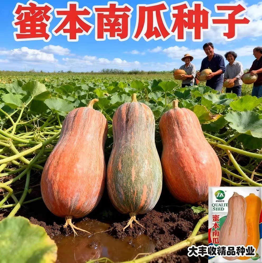 蜜本南瓜种子超甜特甜南瓜种籽高产香甜春季南方四季孑潜力密本,淘宝优惠券,粉丝福利购,淘宝优惠卷