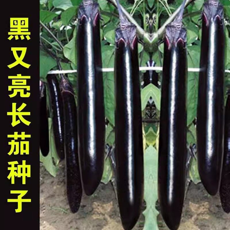 【今年新种】黑长茄种子特长茄子种籽四季蔬菜种子紫茄子种子菜种,淘宝优惠券,粉丝福利购,淘宝优惠卷