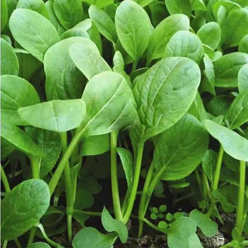 四季小青菜种子鸡毛菜种子耐热耐寒庭院盆栽阳台蔬菜种子小青菜籽,淘宝优惠券,粉丝福利购,淘宝优惠卷