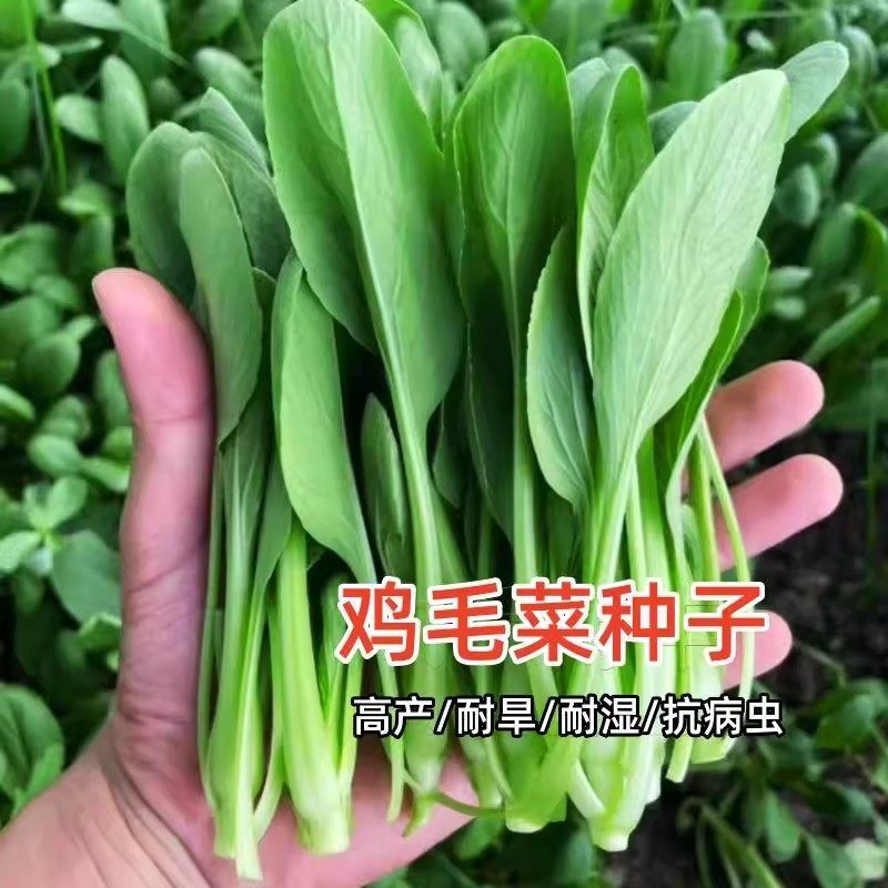 四季小青菜种子鸡毛菜种子耐热耐寒庭院盆栽阳台蔬菜种子小青菜籽,淘宝优惠券,粉丝福利购,淘宝优惠卷