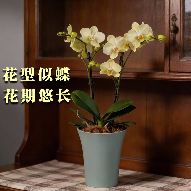 【李佳琦家装潮电暖冬季】年宵花卉蝴蝶兰室内北美冬青高级感盆栽,淘宝优惠券,粉丝福利购,淘宝优惠卷