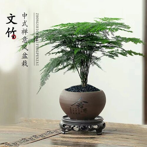 文竹创意盆景舍得盆桌面小绿植盆栽好养花卉带底座 - 图0