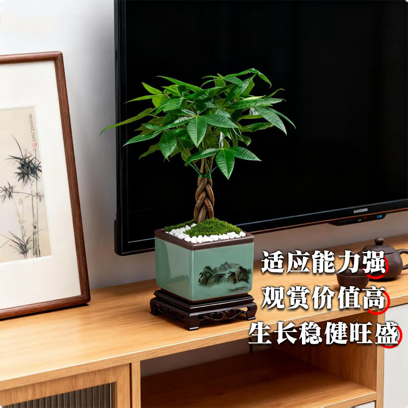 发财树小盆栽花卉植物桌面室内摆件四季好养绿植客厅原生招财树苗,淘宝优惠券,粉丝福利购,淘宝优惠卷