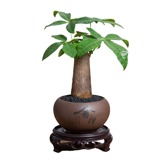 Money tree indoor easy maintenance lazy desktop antique potted flowers and green plants foliage drought-resistant