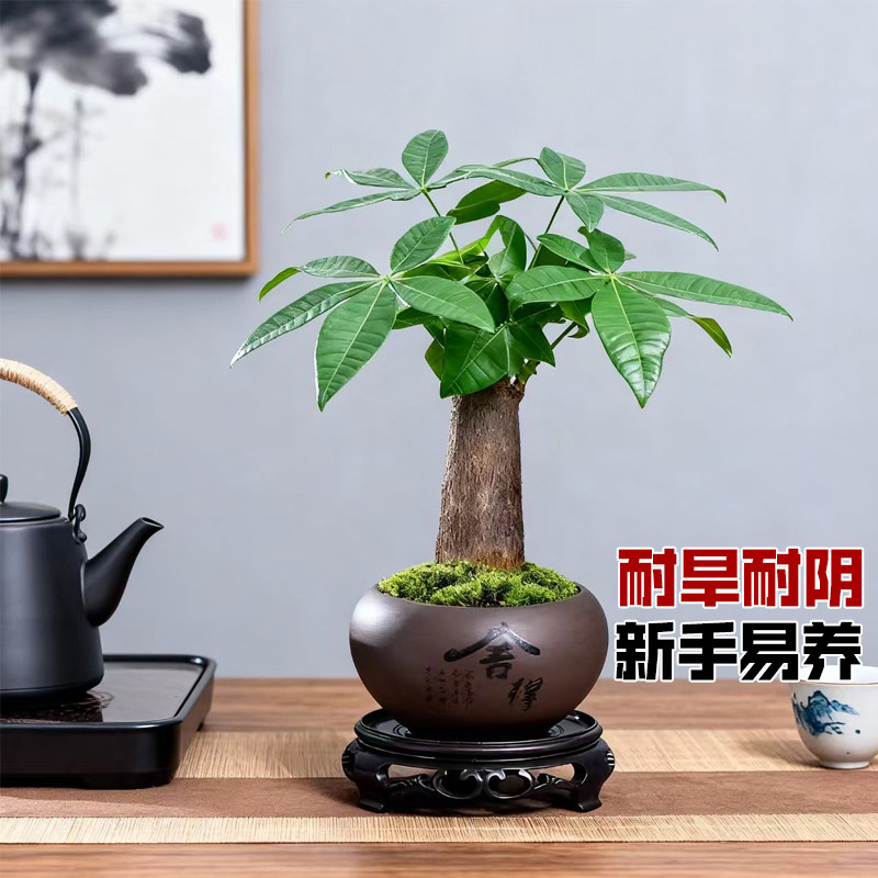 发财树小盆栽花卉植物桌面室内摆件四季好养绿植客厅原生招财树苗,淘宝优惠券,粉丝福利购,淘宝优惠卷