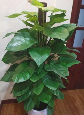 大叶绿萝柱客厅大型盆栽办公室内树桩绿植物吸除甲醛长藤绿箩苗