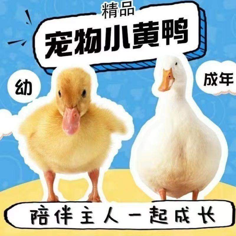 小黄鸭宠物鸭饲养鸭网红鸭活鸭幼鸭纯黄鸭长不大的鸭子活鸭,淘宝优惠券,粉丝福利购,淘宝优惠卷