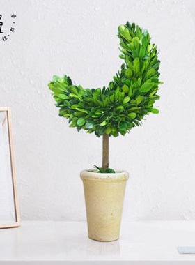 馨颜植创意手工桌面摆件家居装饰品客厅室内绿植圣诞节月亮树礼物