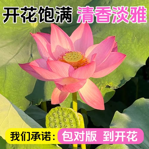 观赏荷花藕种盆栽水养食用莲花苗碗莲睡莲花卉种籽子水培池塘植物 - 图3