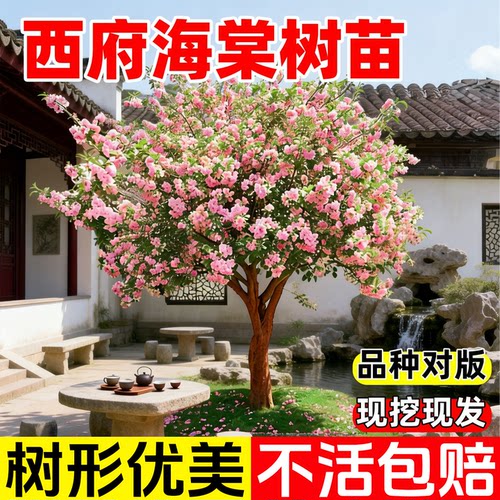 特大海棠树苗高杆西府垂丝海棠果树庭院盆栽地四季好养大型风景树 - 图3