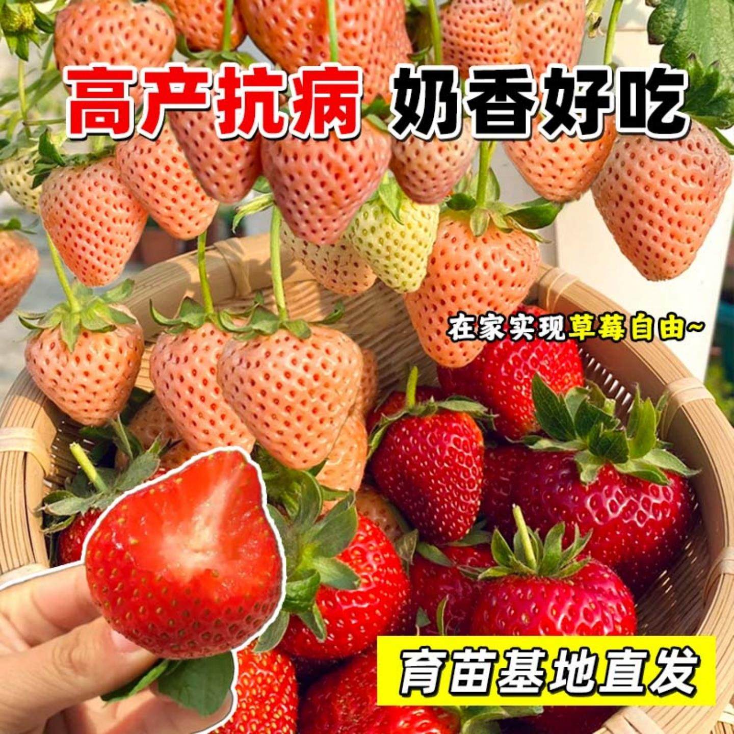 奶油草莓种子四季盆栽超甜奶油大果白草莓籽养不死蔬菜水果种孑苗,淘宝优惠券,粉丝福利购,淘宝优惠卷