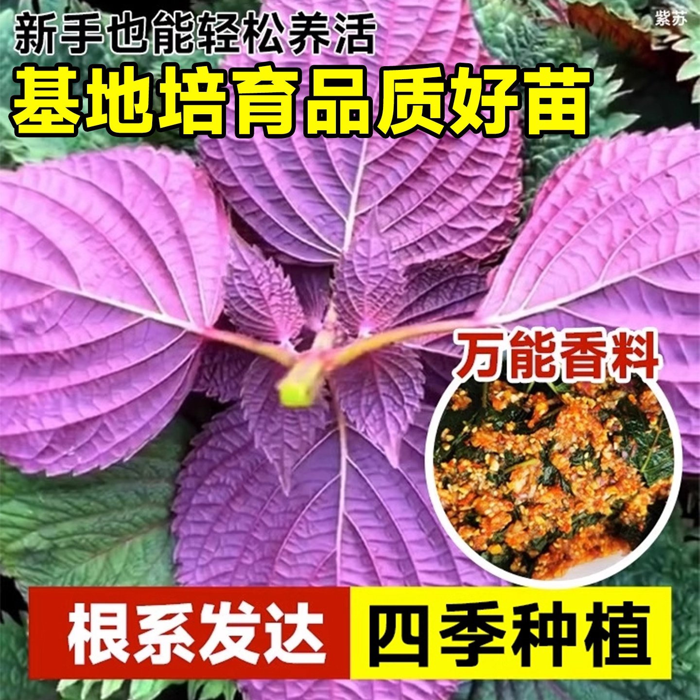 双面大叶可食用紫苏苗秧苗带土盆栽鸡冠紫苏种籽观音四季老品种,淘宝优惠券,粉丝福利购,淘宝优惠卷