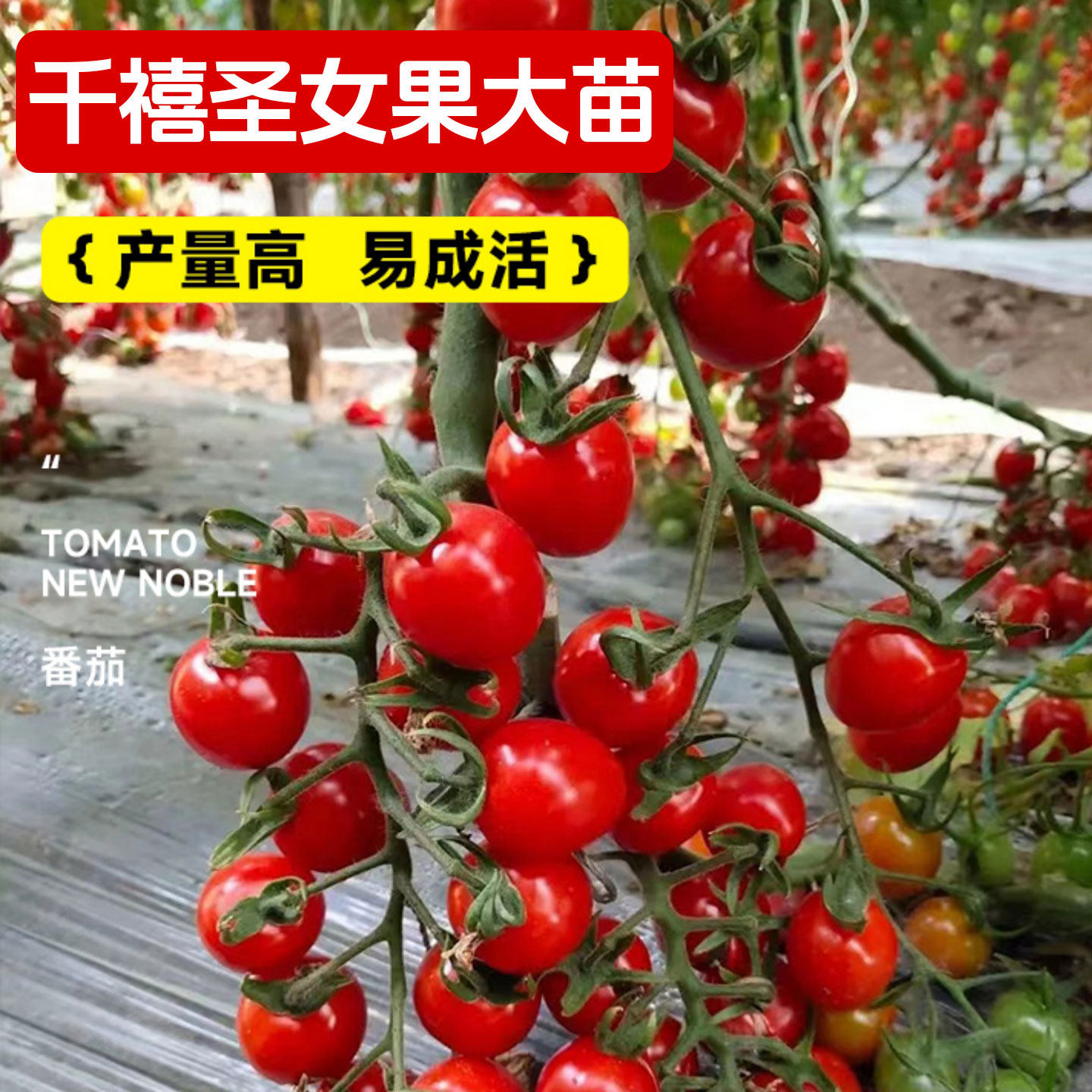 千禧圣女果种子种籽孑菜种小番茄苗秧西红柿蔬菜菜苗盆栽秧苗果苗,淘宝优惠券,粉丝福利购,淘宝优惠卷