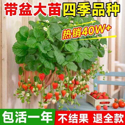 奶油草莓秧苗盆栽带盆土红颜淡雪天使四季结果可食用阳台庭院种植 - 图2