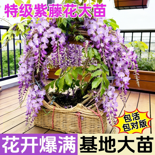 紫藤花树苗爬藤植物多花紫藤萝树苗阳台四季盆栽庭院老桩花卉开花 - 图2