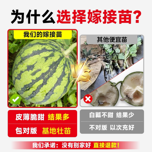 8424西瓜苗秧嫁接麒麟大西瓜盆栽种籽南方无籽西瓜水果蔬菜苗秧苗 - 图2