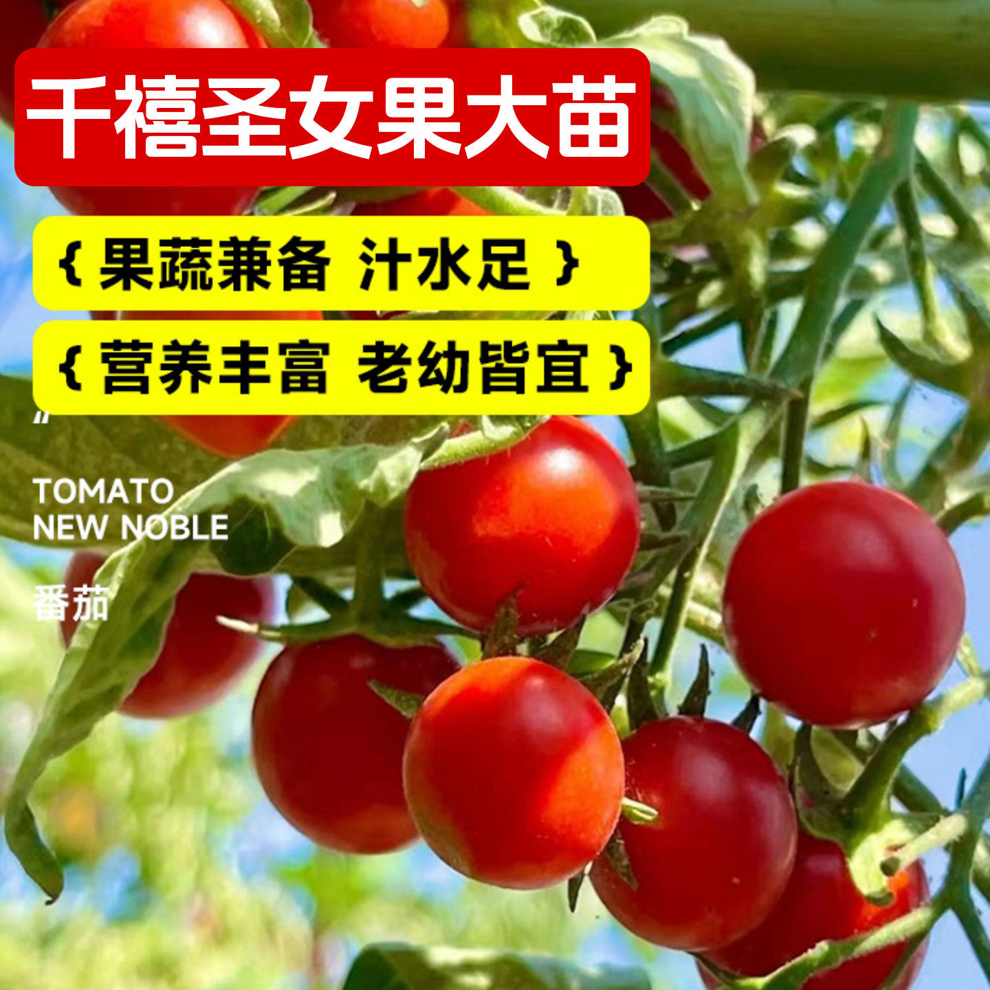 超甜千禧圣女果苗高产小番茄苗水果西红柿苗四季种阳台盆栽菜苗,淘宝优惠券,粉丝福利购,淘宝优惠卷