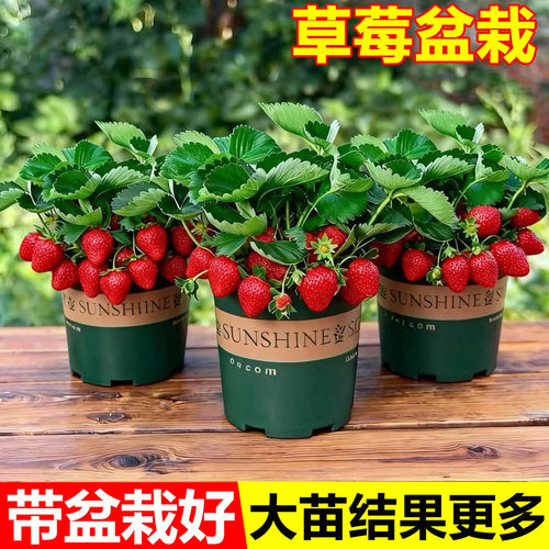 奶油草莓秧苗盆栽带盆土红颜淡雪天使四季结果可食用阳台庭院种植 - 图1