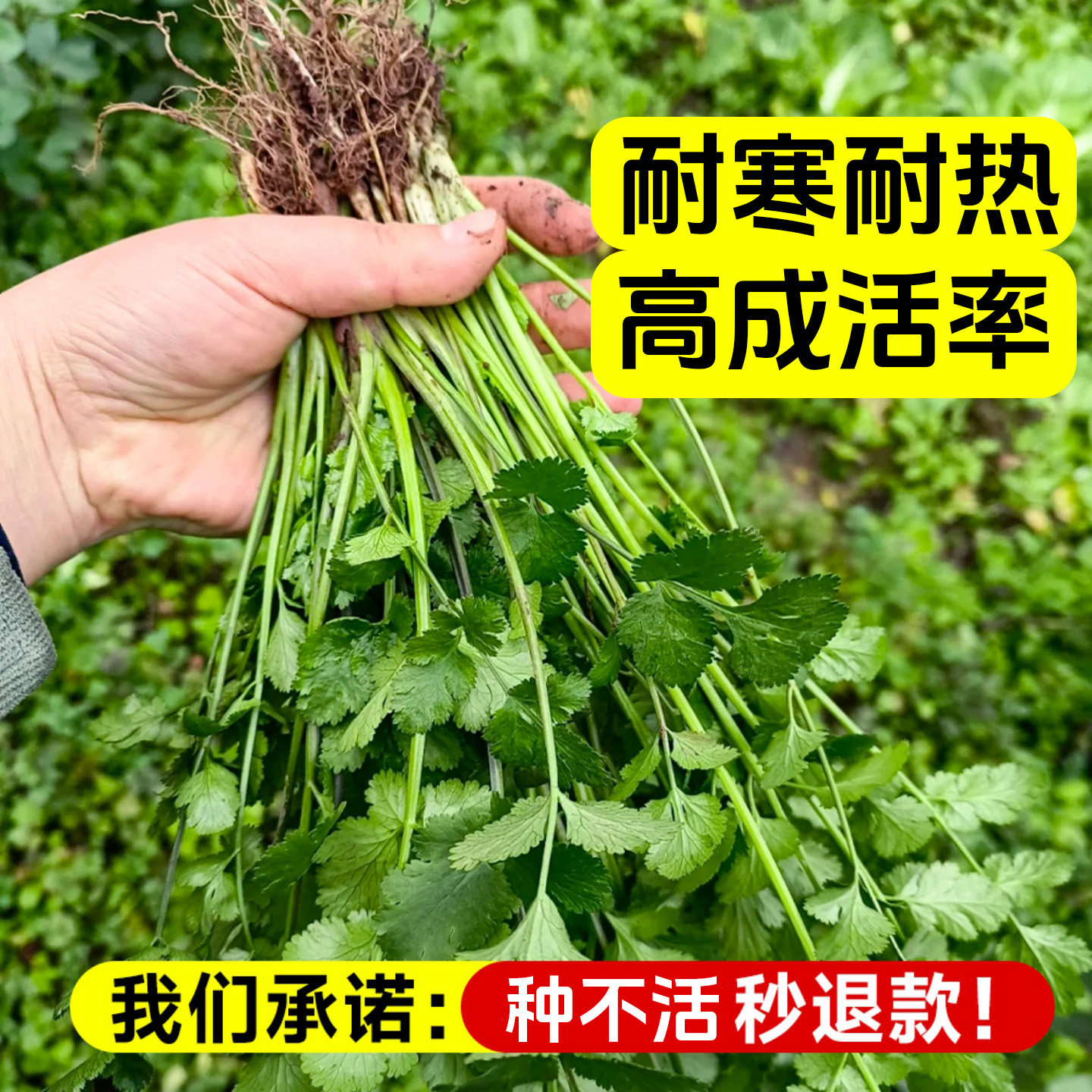 四季香菜苗秧苗带根大叶芫荽根苗秋冬蔬菜盆栽种苗子菜籽籽种大全,淘宝优惠券,粉丝福利购,淘宝优惠卷