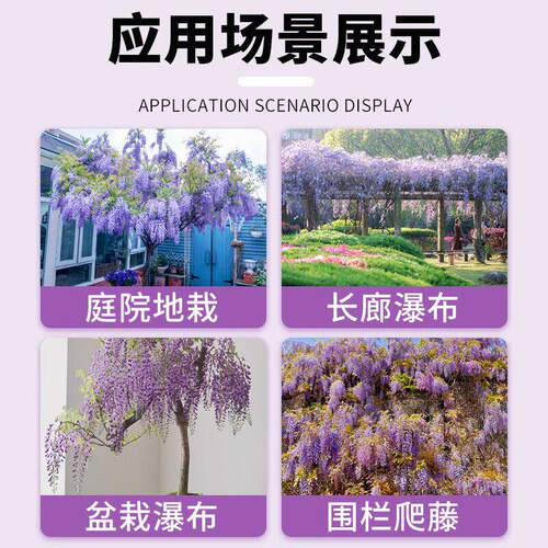 紫藤花树苗爬藤植物多花紫藤萝树苗阳台四季盆栽庭院老桩花卉开花 - 图3