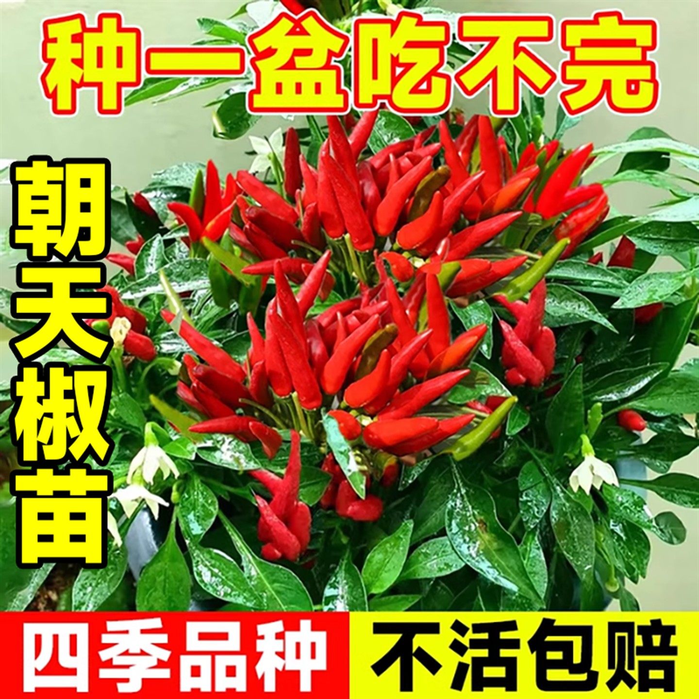 七彩椒种籽五彩辣椒种子灯笼秧苗家庭阳台蔬菜种孑盆栽四季种植苗,淘宝优惠券,粉丝福利购,淘宝优惠卷