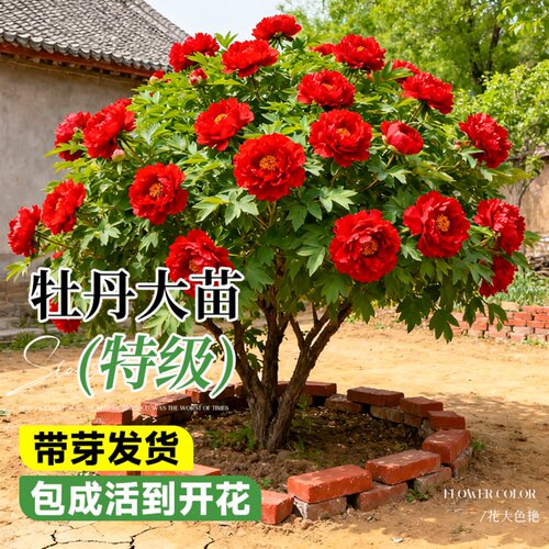 牡丹花大苗盆栽正宗名贵洛阳花卉老桩四季带芽苞重瓣观赏植物缠枝 - 图0
