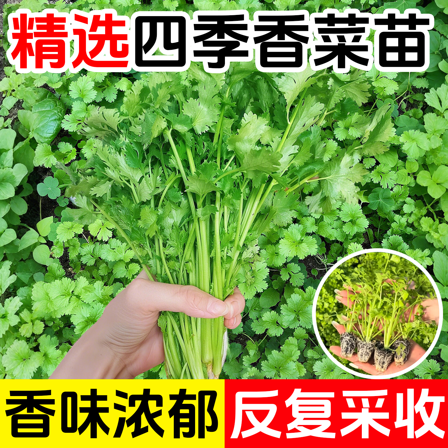 四季香菜苗秧苗带根大叶芫荽根苗秋冬蔬菜盆栽种苗子菜籽籽种大全,淘宝优惠券,粉丝福利购,淘宝优惠卷