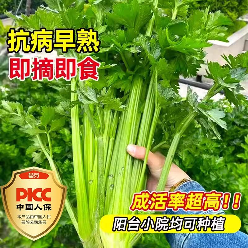 四季水果小香芹菜苗秧苗大芹菜苗老品种芹菜根苗芹种籽秋季蔬菜苗,淘宝优惠券,粉丝福利购,淘宝优惠卷