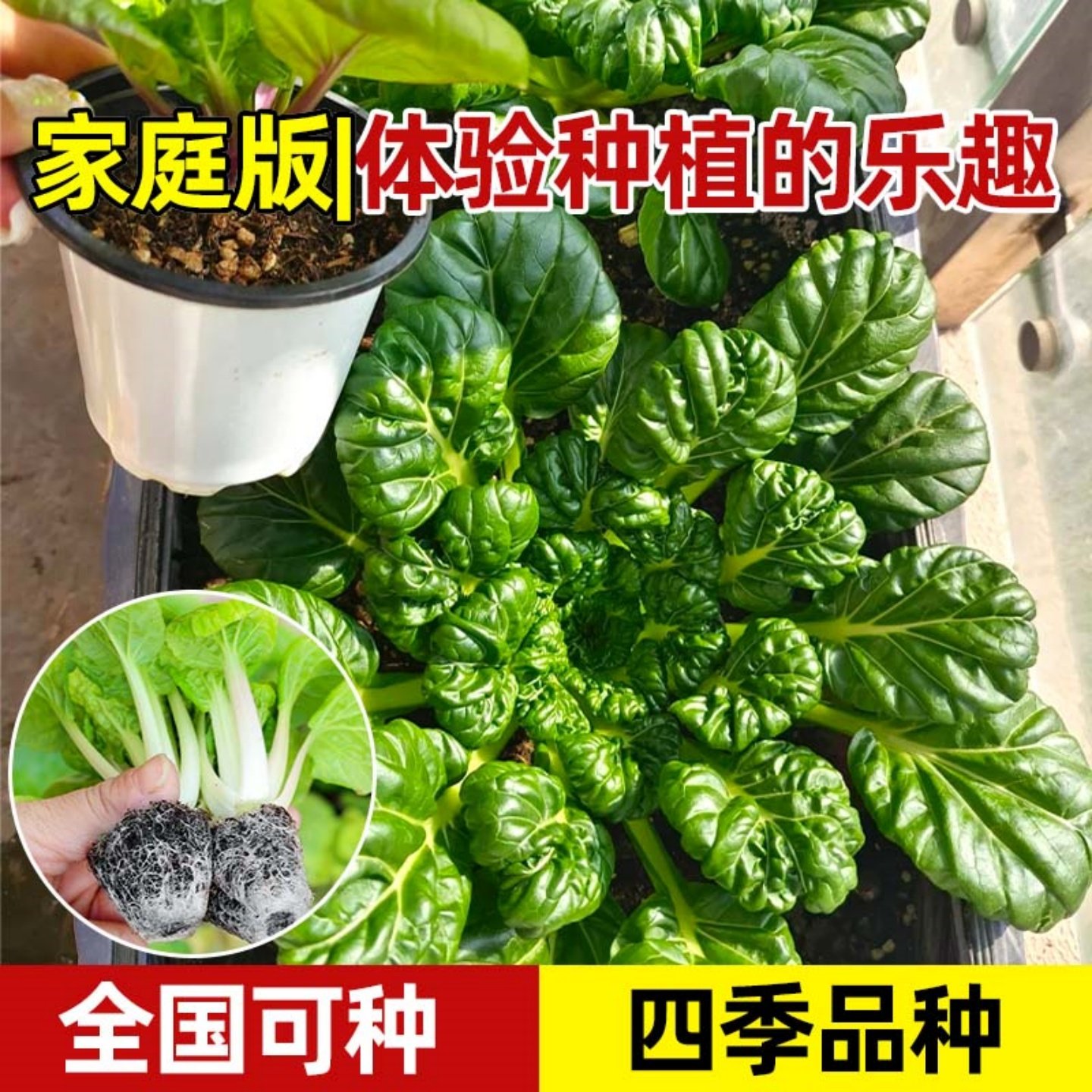 黄心乌塌菜苗秧苗乌秧苗秋冬耐寒黑心乌塌菜苗种子蔬菜苗秧苗,淘宝优惠券,粉丝福利购,淘宝优惠卷